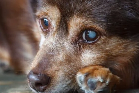 狗白内障早期症状