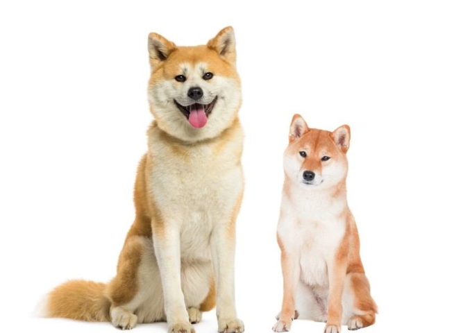 秋田犬與柴犬比較