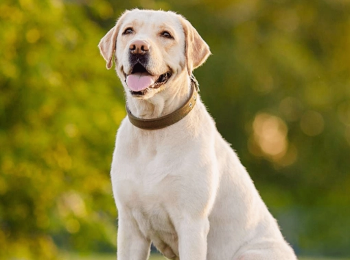 領養拉布拉多犬注意事項