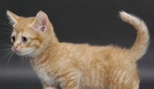 曼赤肯貓平均壽命