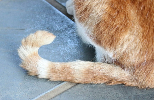 貓咪身體語言解讀