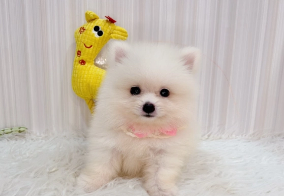 博美犬体重标准