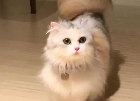 貓尾巴末端擺動