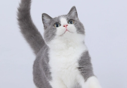 曼赤肯貓平均壽命