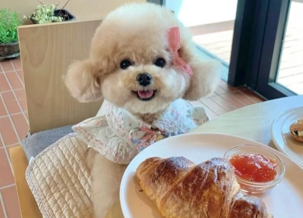 貴賓狗養護成本