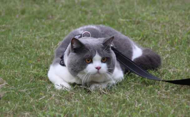 英國短毛貓扁臉