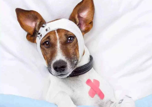 狗狗狂犬疫苗注意事項