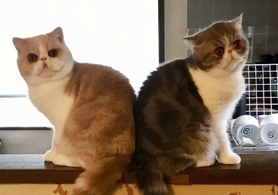 扁脸猫健康问题