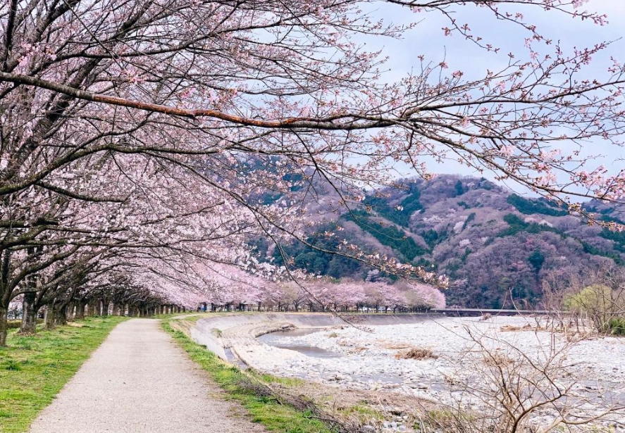 樱花步道推荐