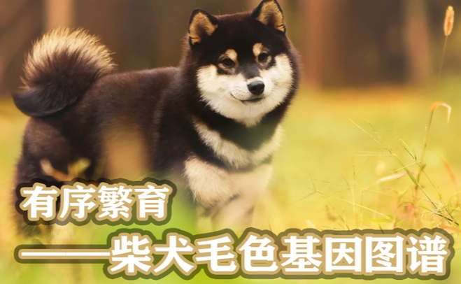 柴犬基因分析