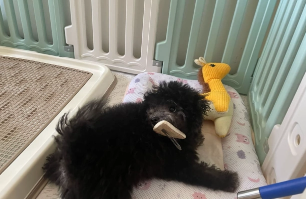 貴賓狗養護成本