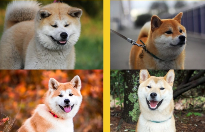 柴犬秋田犬飼養