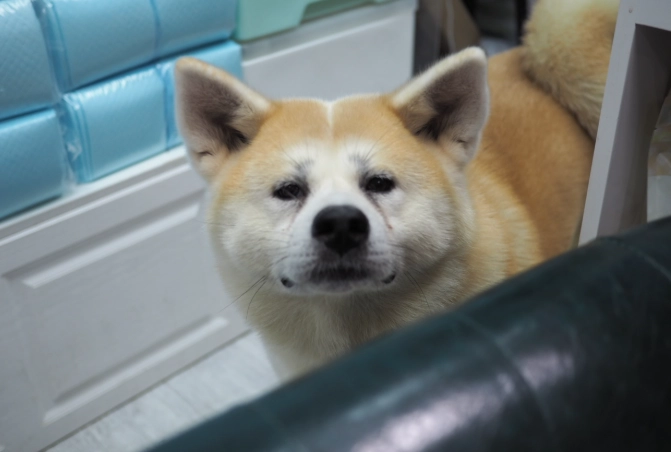 秋田犬領養流程