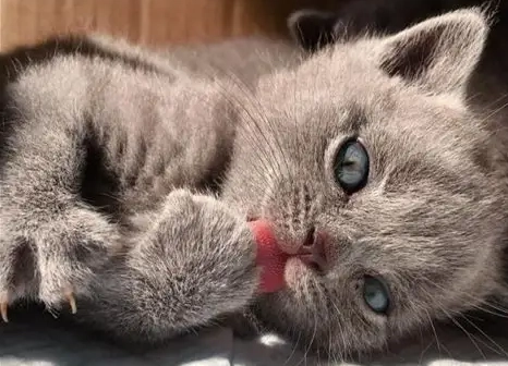 貓瘟會傳染給人類嗎