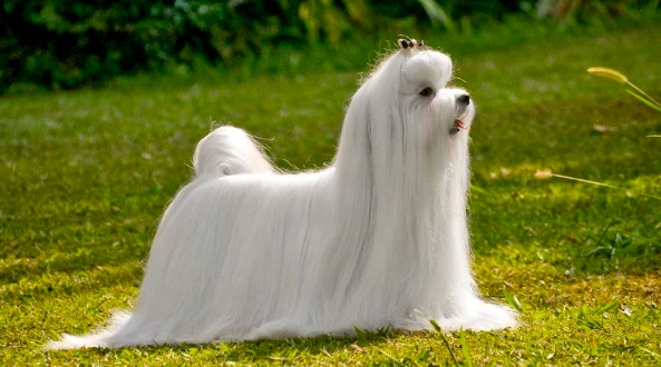 長毛馬爾濟斯美容