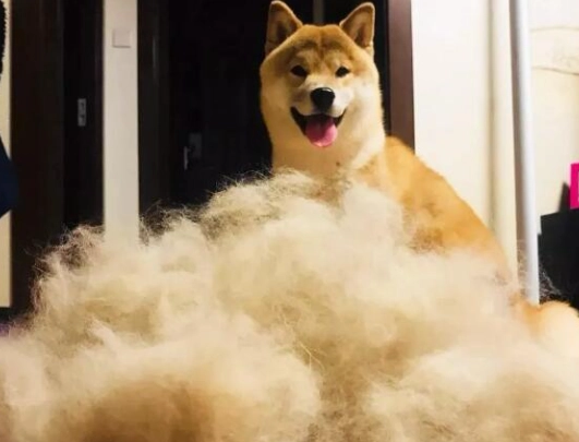 柴犬掉毛護理