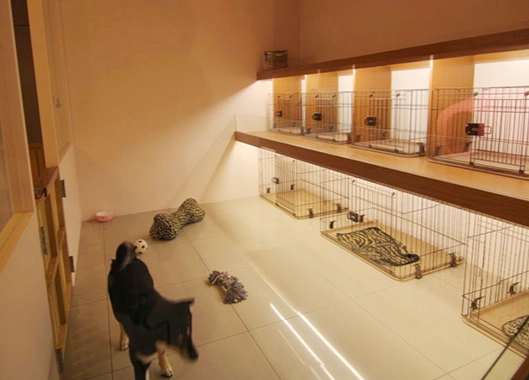 寵物寄宿家庭注意事項