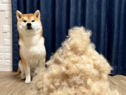 柴犬掉毛護理
