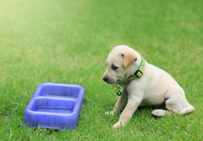 狗飲食安全禁忌