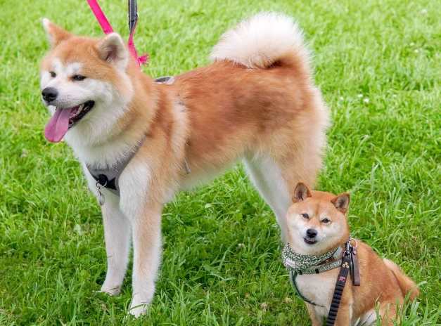 秋田犬與柴犬比較
