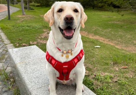 拉布拉多犬舍推薦