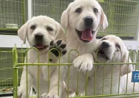 拉布拉多犬領養流程