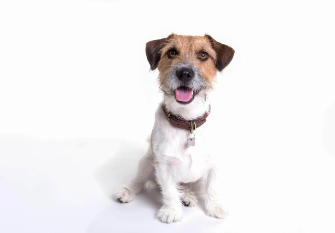 傑克羅素梗犬聰明度