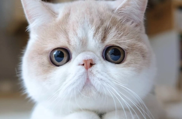 扁脸猫健康问题