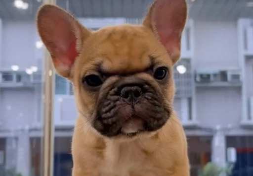 法國鬥牛犬飼養