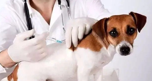 狗狗狂犬疫苗注意事項