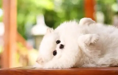 博美犬体重标准