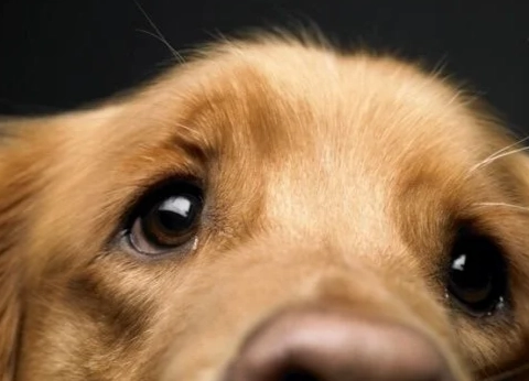 狗白内障早期症状