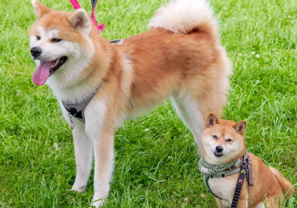 秋田犬柴犬比較
