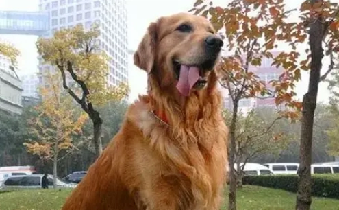 黃金獵犬體重標準