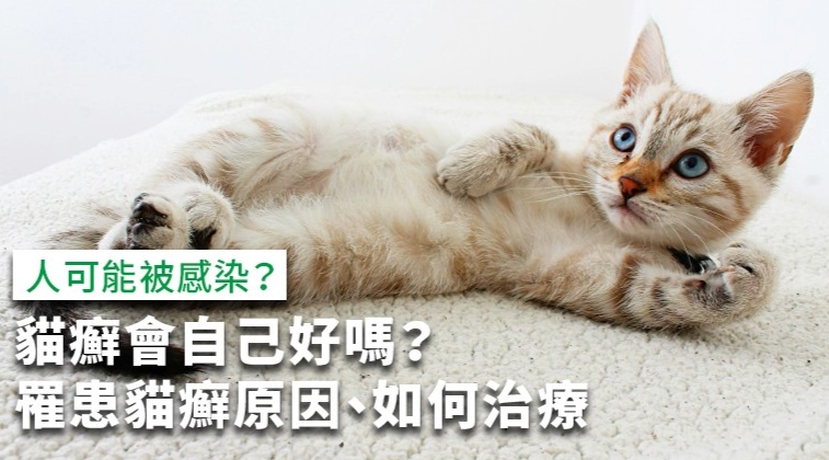 貓癬傳染人