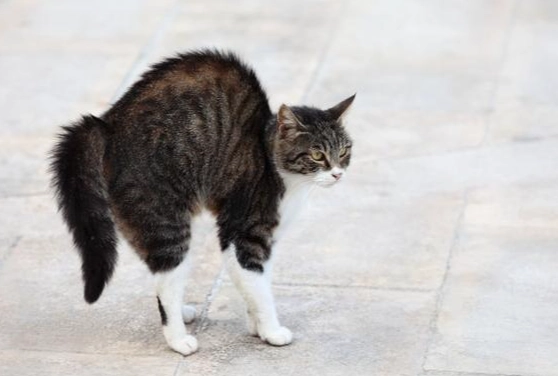 貓咪尾巴豎直意思