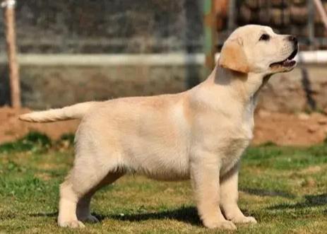 拉布拉多犬性格