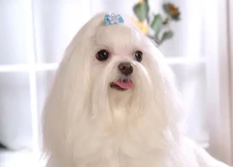 長毛馬爾濟斯美容