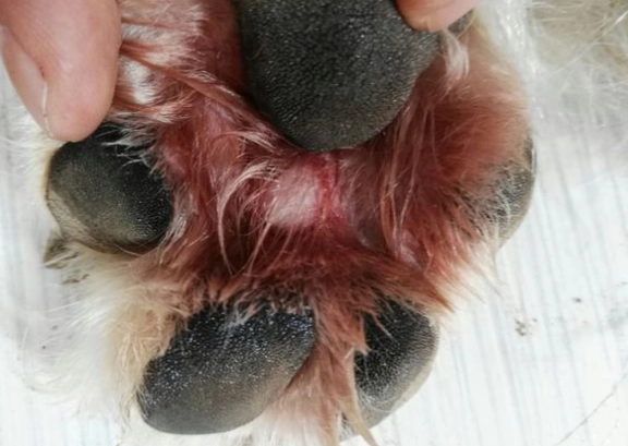 寵物腳部護理