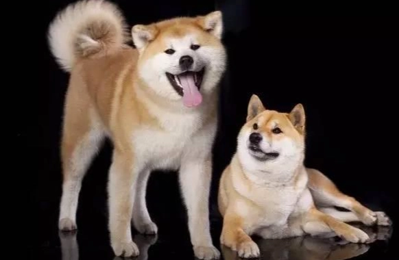 柴犬秋田犬區分