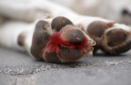 狗狗趾間炎症狀