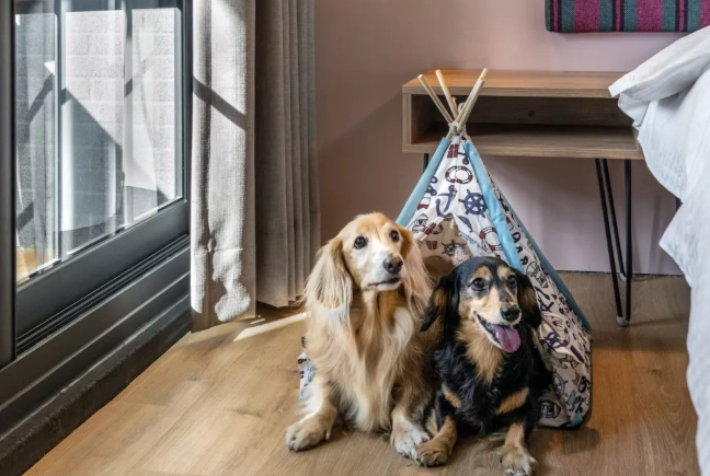 高雄寵物友善旅館