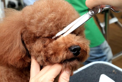 貴賓犬尾巴修剪