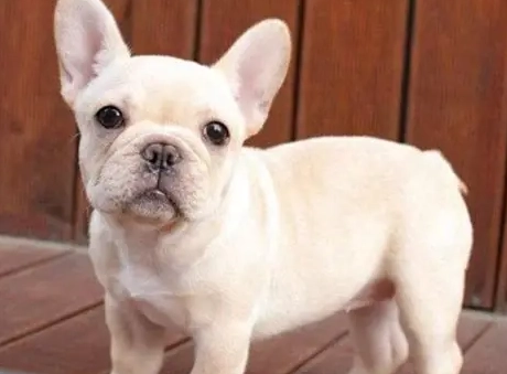 法國鬥牛犬飼養