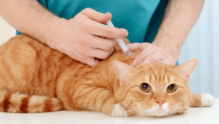 貓瘟疫苗副作用