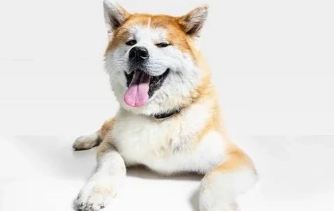 秋田犬領養流程