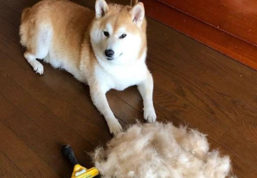 柴犬掉毛原因