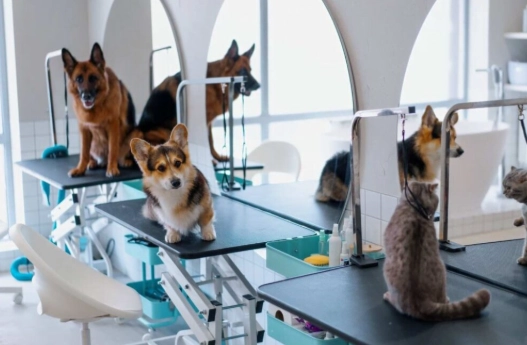 台湾宠物旅馆申请