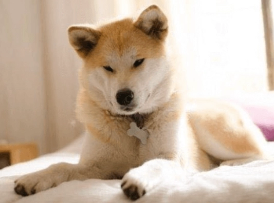 柴犬秋田犬區分