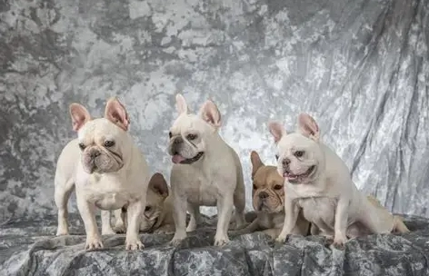 法國鬥牛犬體型標準